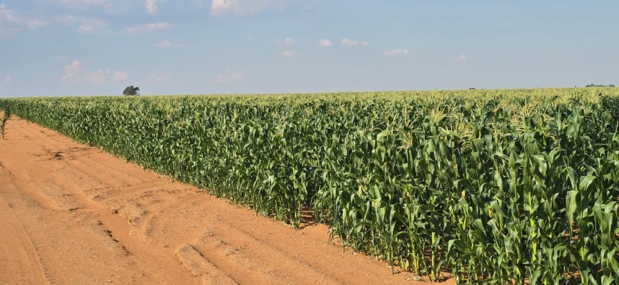 0 Bedroom Property for Sale in Hennenman Rural Free State